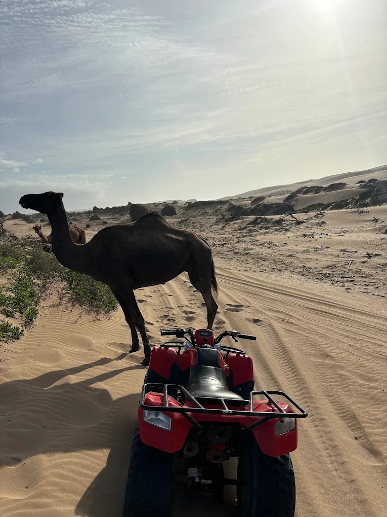 quad et dromadaire